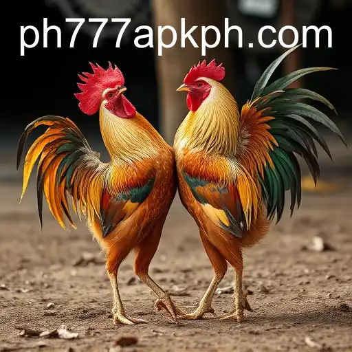 The Intriguing World of Cockfighting: Tradition and Controversy Surrounding ph777 apk